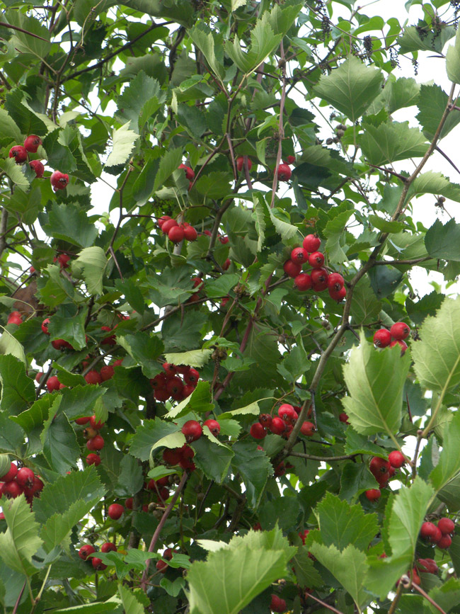 Image of Crataegus submollis specimen.