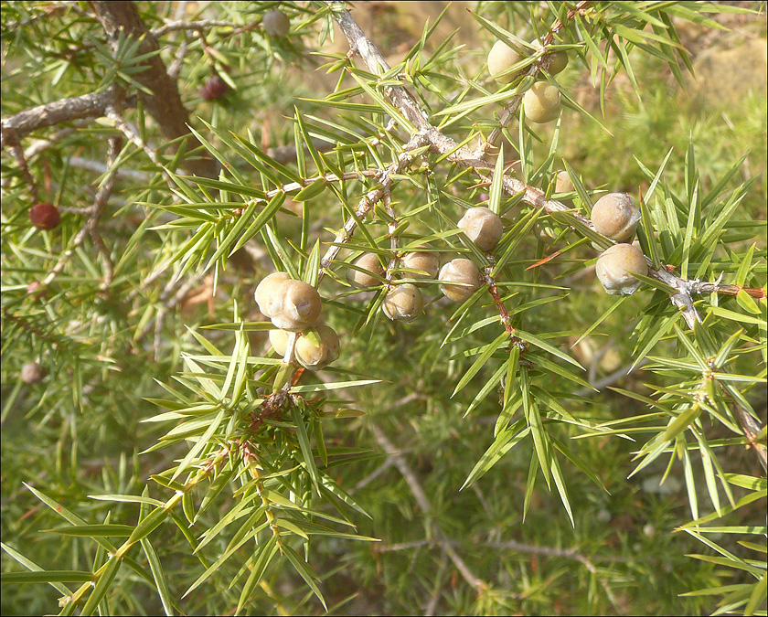 Изображение особи Juniperus deltoides.