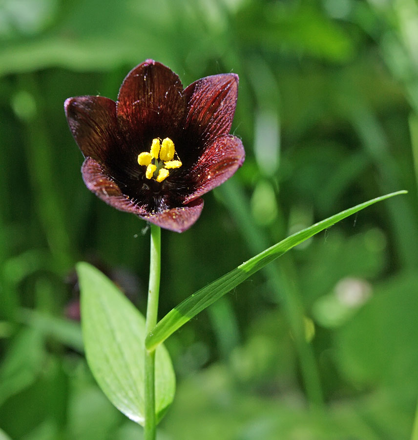 Image of Fritillaria camschatcensis specimen.