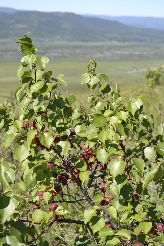 Изображение особи Armeniaca sibirica.