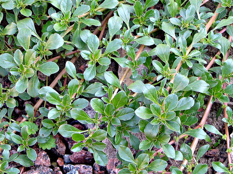 Изображение особи Amaranthus blitoides.