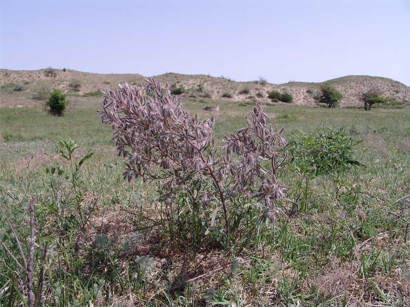 Image of Onosma polychroma specimen.