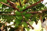 Carica papaya. Часть побега с незрелыми плодами. Израиль, Шарон, г. Герцлия, в культуре. 13.06.2012.