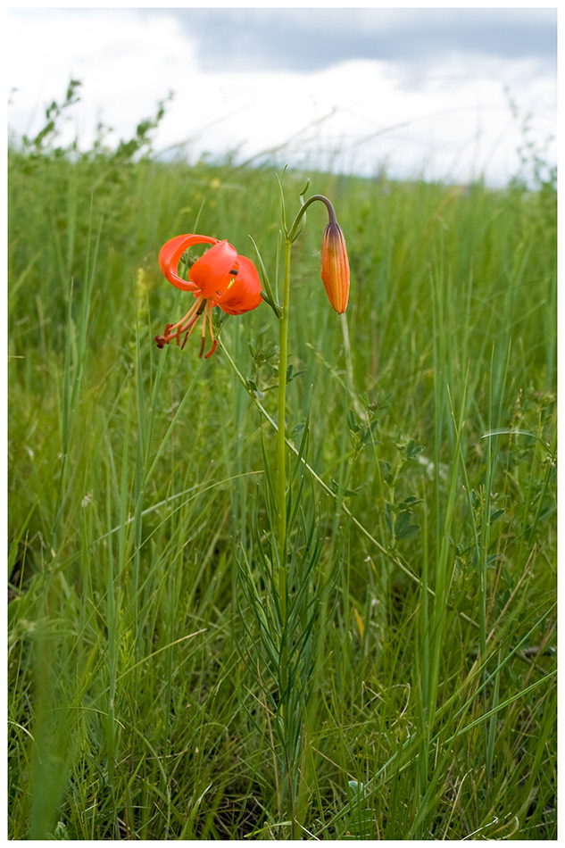 Image of Lilium pumilum specimen.