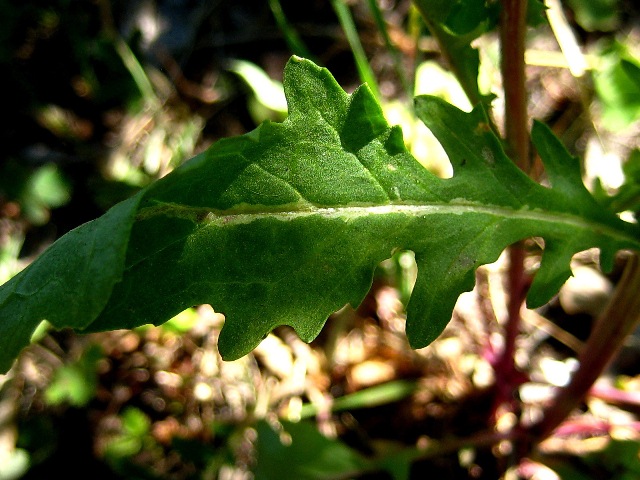 Image of Senecio jacobaea specimen.