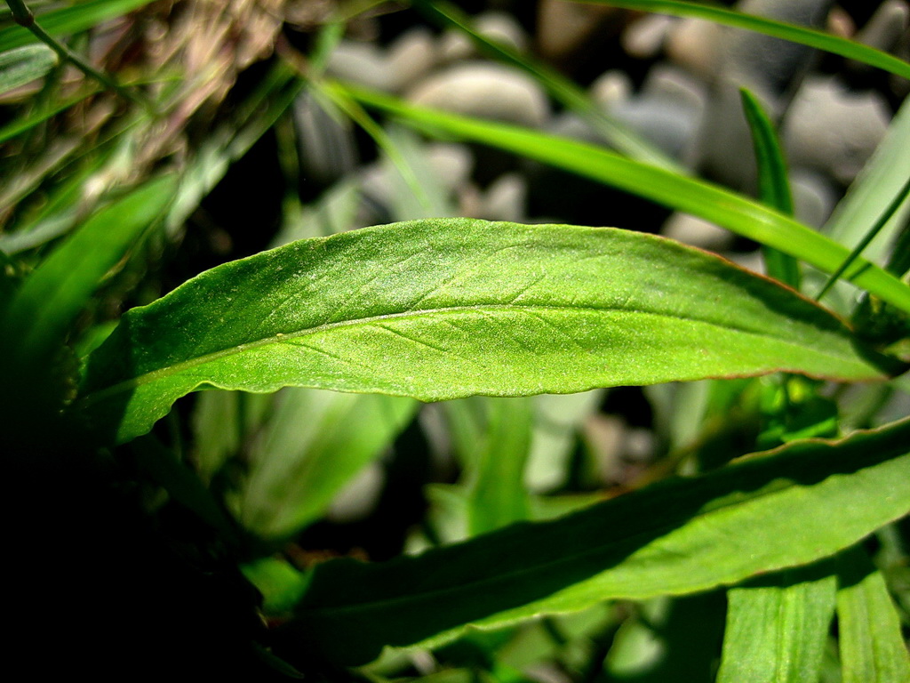 Изображение особи Aconogonon ocreatum var. riparium.