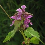 Lamium maculatum