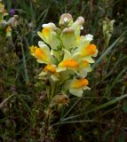 Linaria vulgaris. Соцветие. Курская обл., Железногорский р-н, с. Разветье, поле. 3 августа 2007 г.