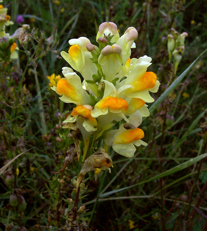 Изображение особи Linaria vulgaris.