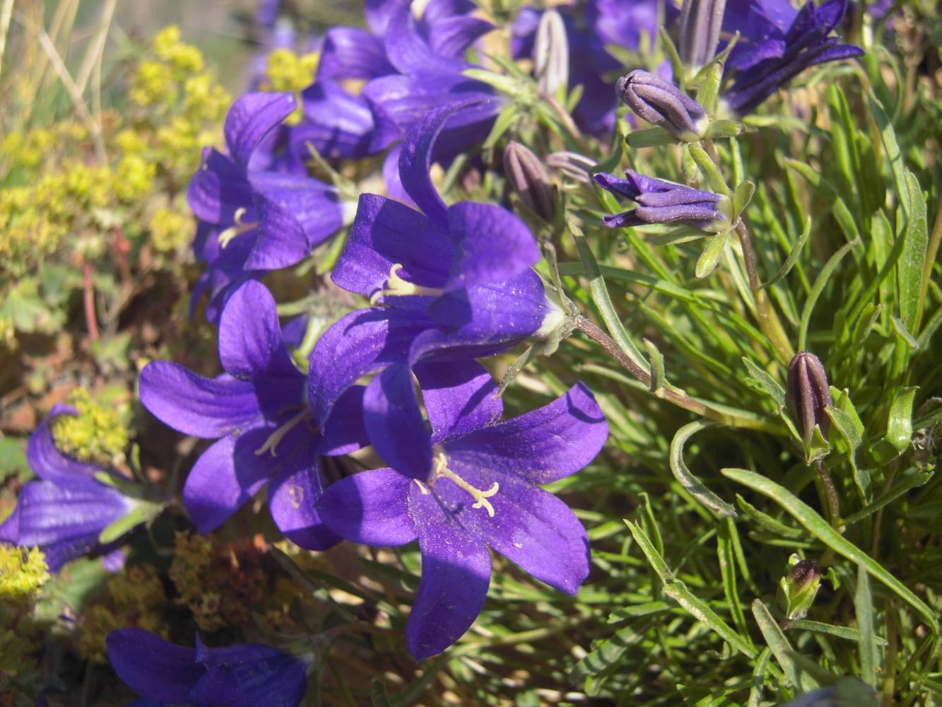 Изображение особи Campanula besenginica.