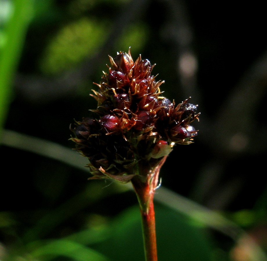 Image of Luzula multiflora ssp. sibirica specimen.