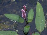 Persicaria amphibia. Верхушка цветущего растения
