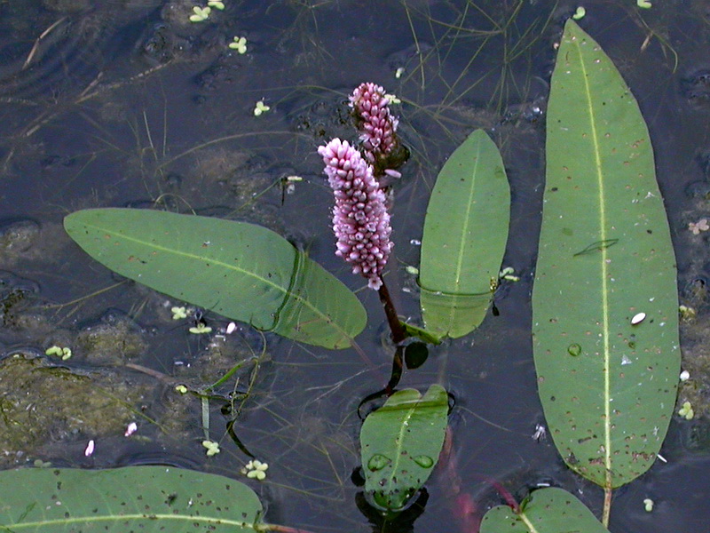 Изображение особи Persicaria amphibia.