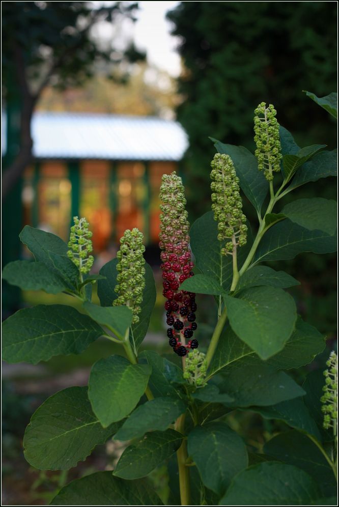 Изображение особи Phytolacca acinosa.