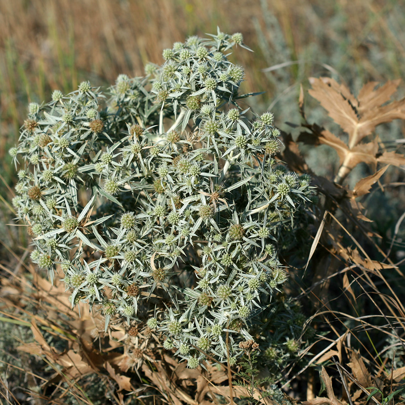 Изображение особи Eryngium campestre.