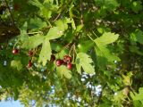 genus Crataegus. Верхушка ветви с соплодием. Крым, Байдарская долина, окр. пос. Кизиловое. 1 сентября 2012 г.