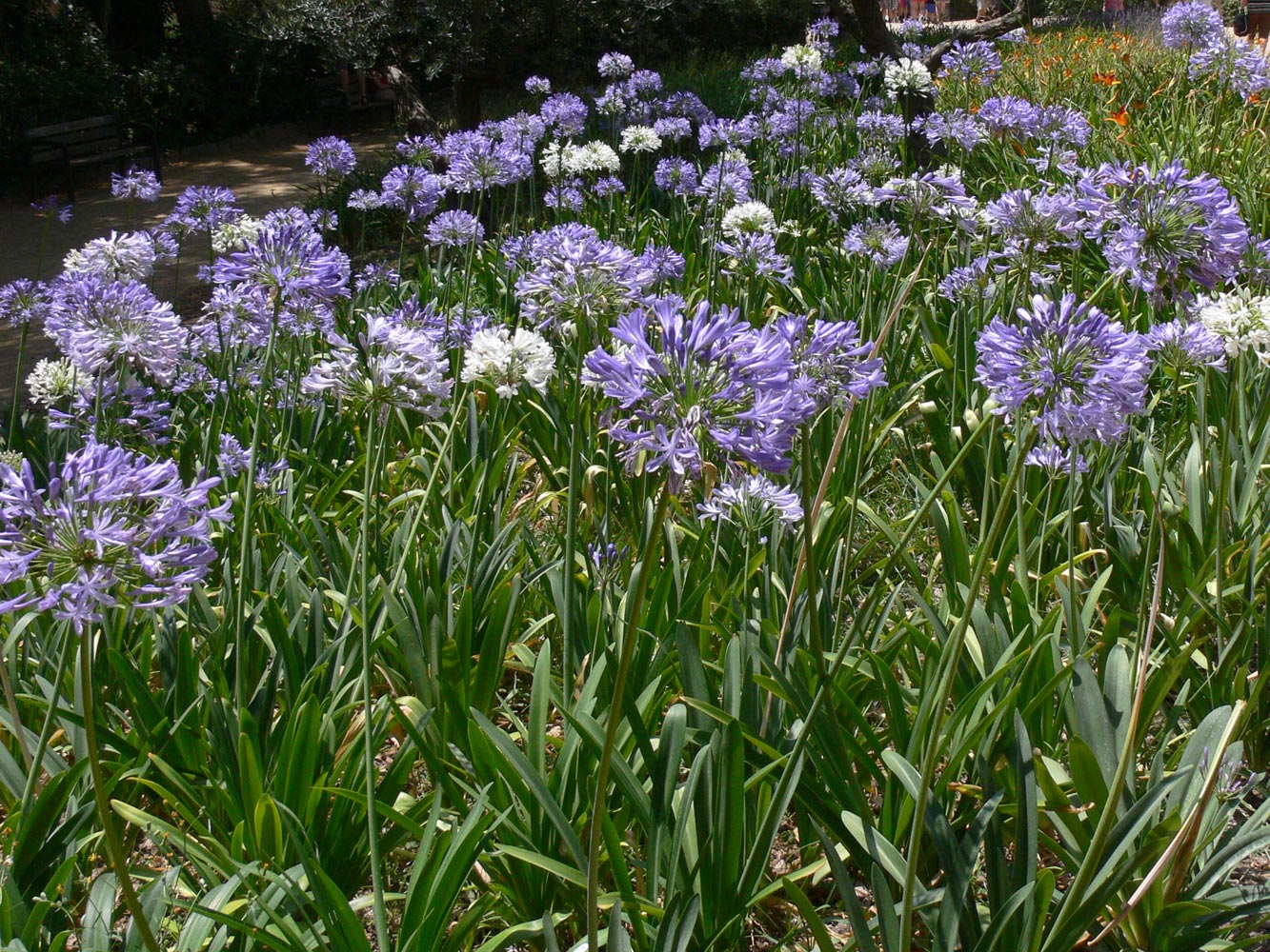 Image of Agapanthus africanus specimen.