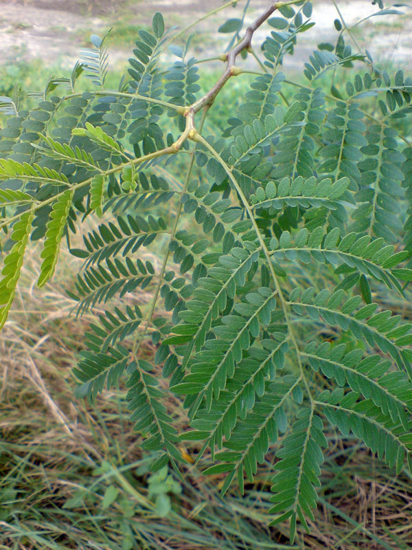 Изображение особи Gleditsia triacanthos.