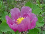 Paeonia daurica