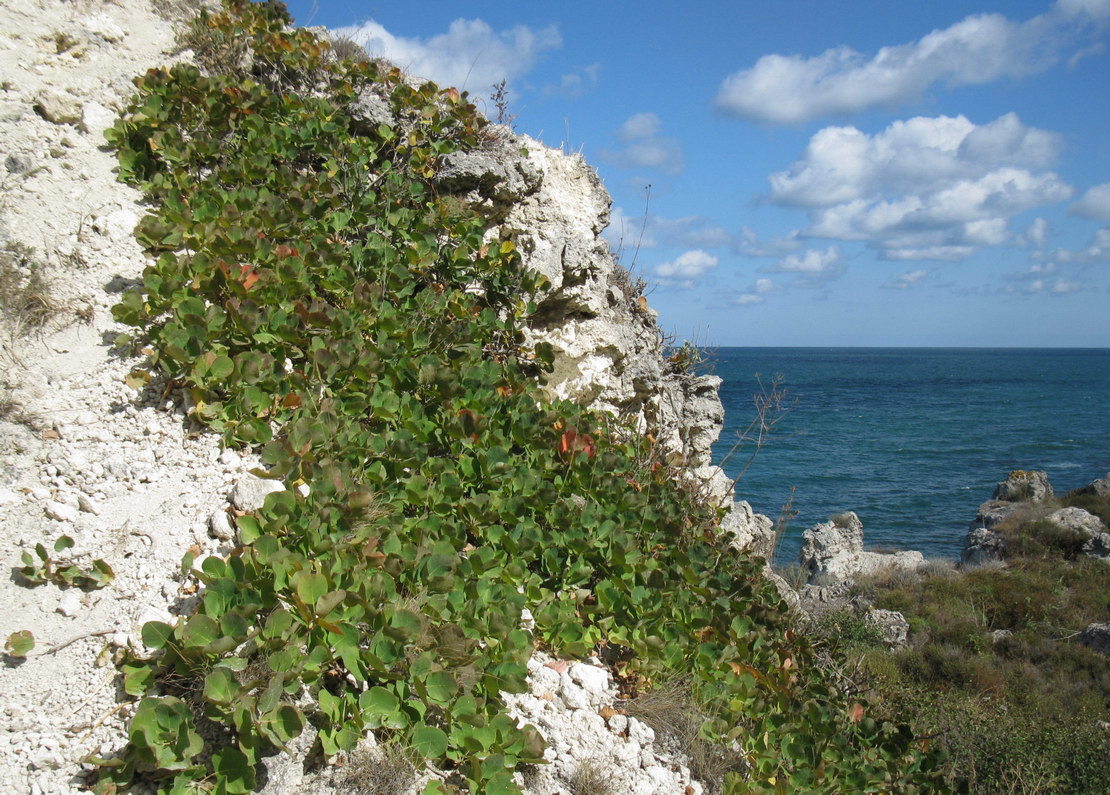 Image of Cotinus coggygria specimen.