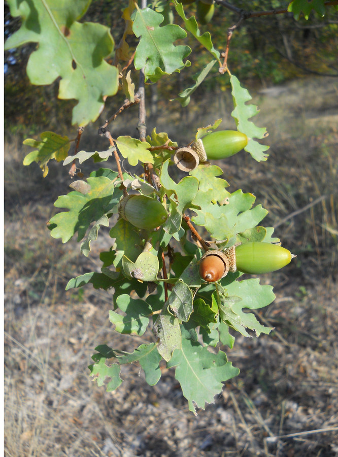 Image of Quercus pubescens specimen.