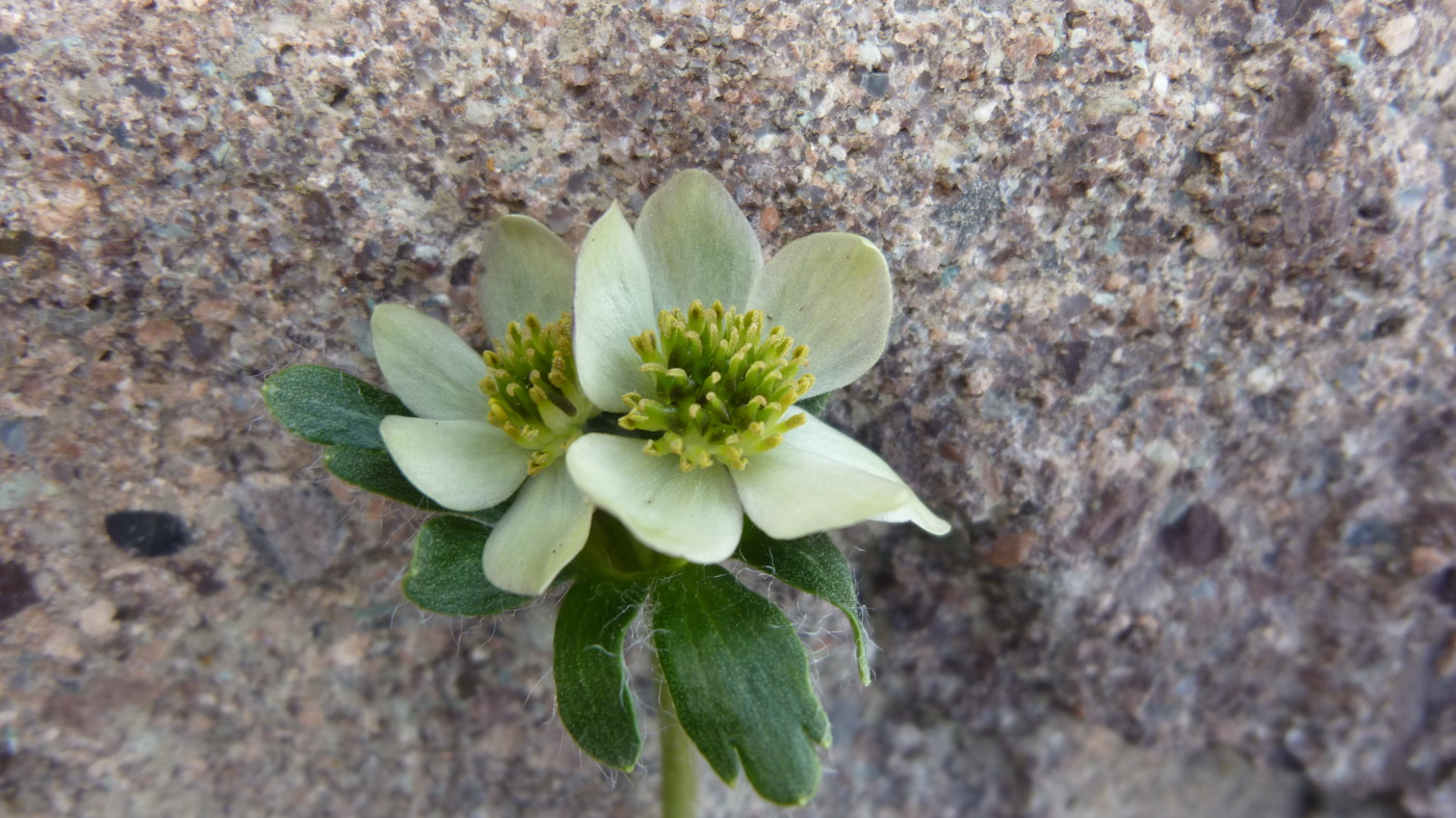 Image of familia Ranunculaceae specimen.