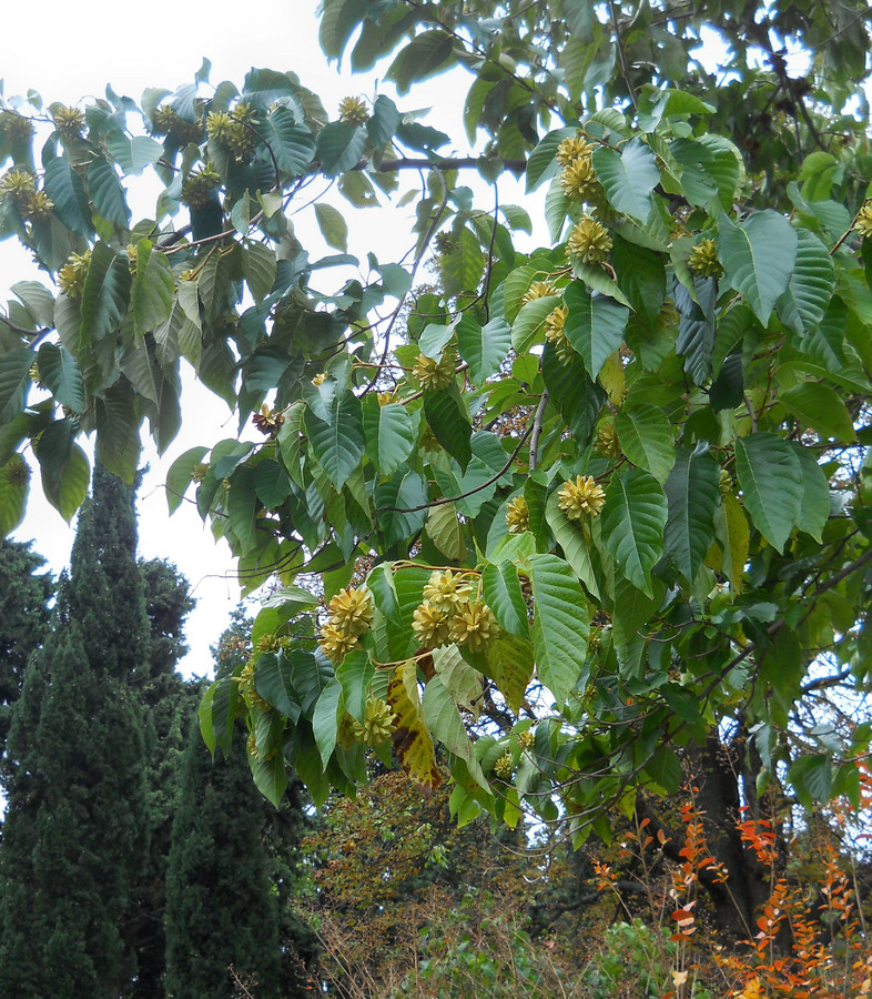 Изображение особи Camptotheca acuminata.