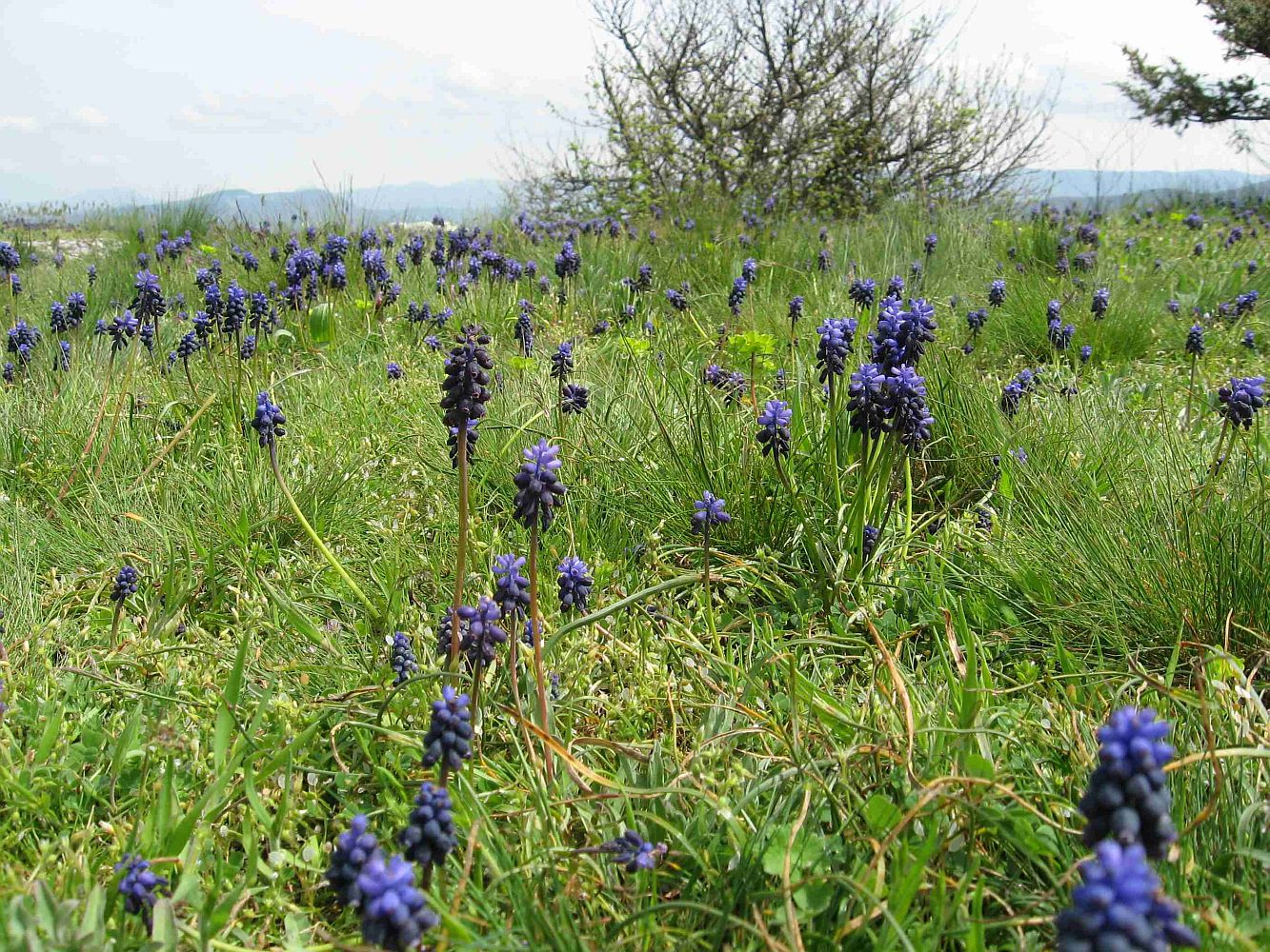 Изображение особи Muscari neglectum.