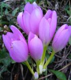 род Colchicum