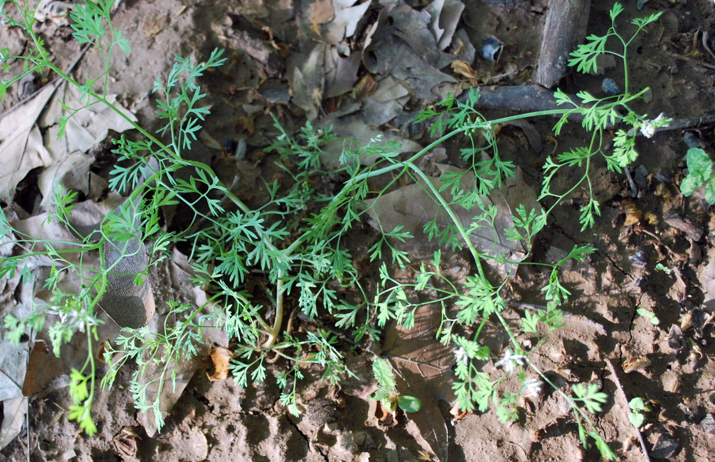Image of Fumaria parviflora specimen.