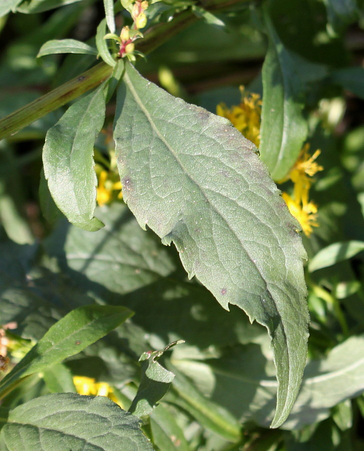 Изображение особи Solidago virgaurea.