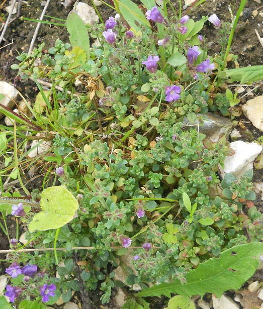 Image of Chaenorhinum origanifolium specimen.