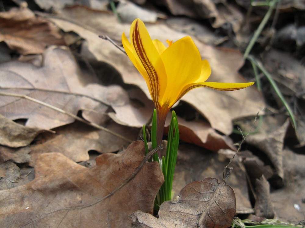 Изображение особи Crocus angustifolius.