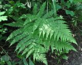 Athyrium monomachii. Вайи. Приморье, Сихотэ-Алинь, долина р. Заболоченная, опушка широколиственного леса. 08.08.2012.