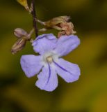 Duranta erecta