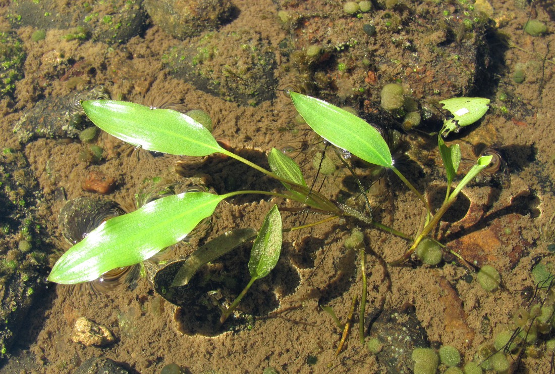 Изображение особи Potamogeton alpinus.