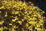 Jasminum nudiflorum