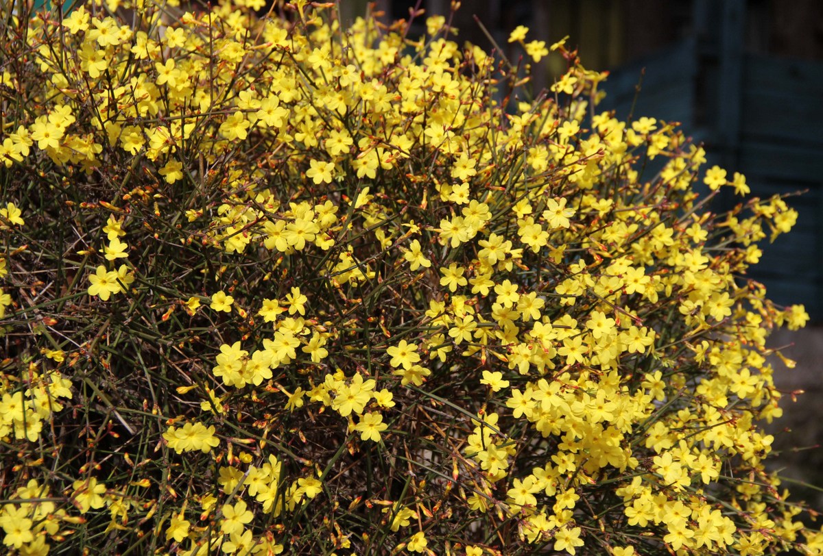 Image of Jasminum nudiflorum specimen.