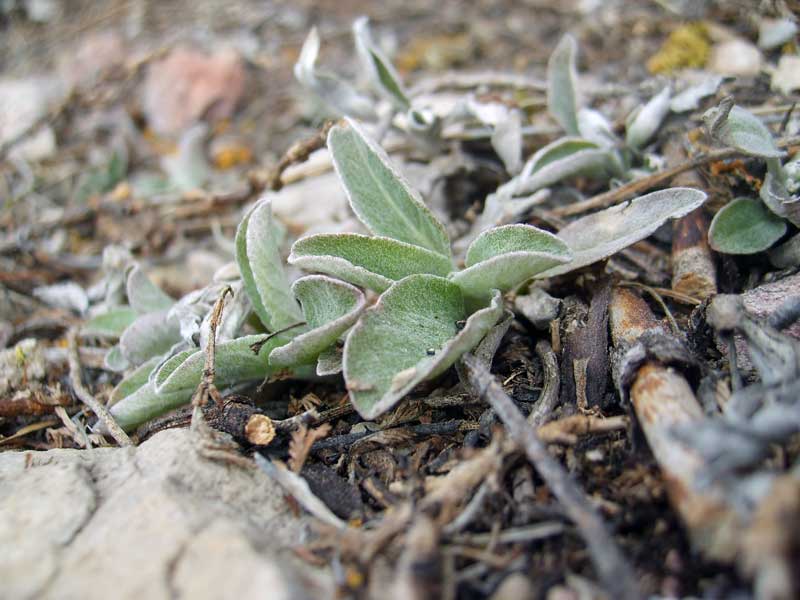 Image of Veronica incana specimen.