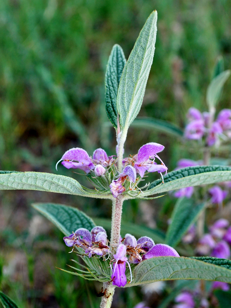 Image of Phlomis regelii specimen.