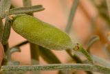 Farsetia aegyptia. Незрелый плод. Израиль, южная Арава, киббуц Элифаз, русло водотока на пустыре. 03.03.2014.