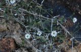Stellaria amblyosepala