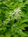 Aruncus dioicus