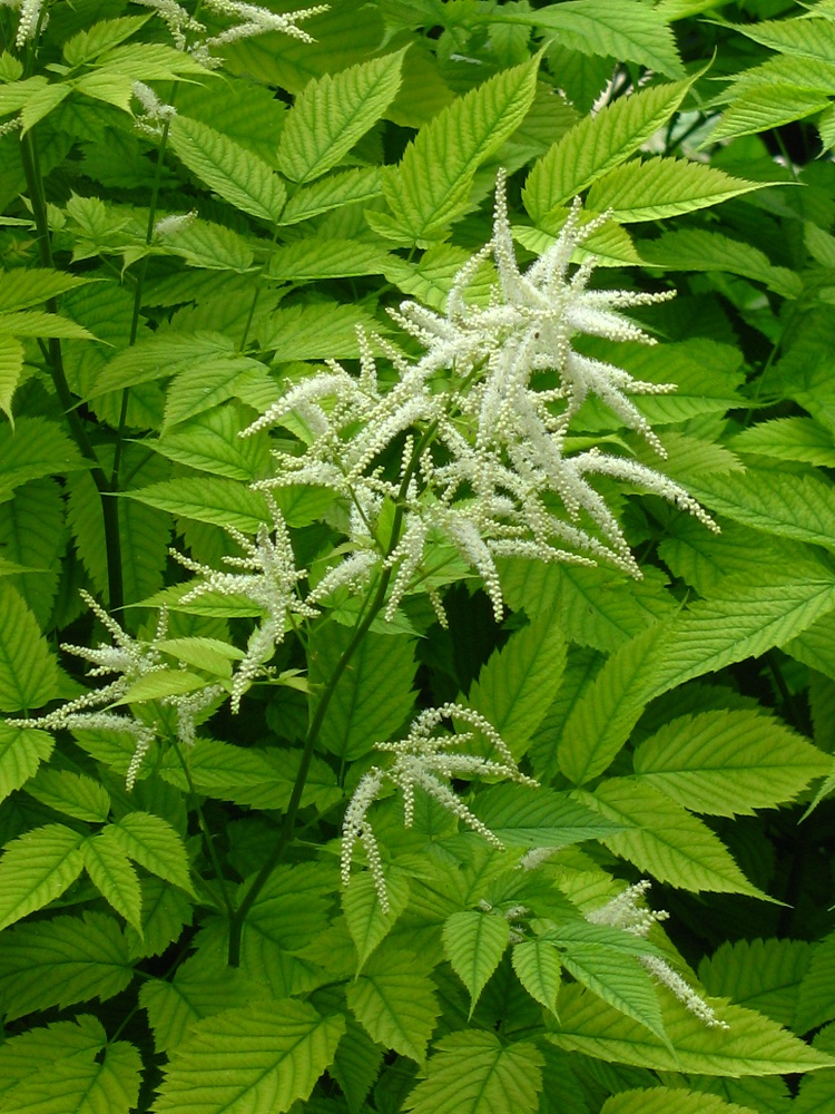 Image of Aruncus dioicus specimen.