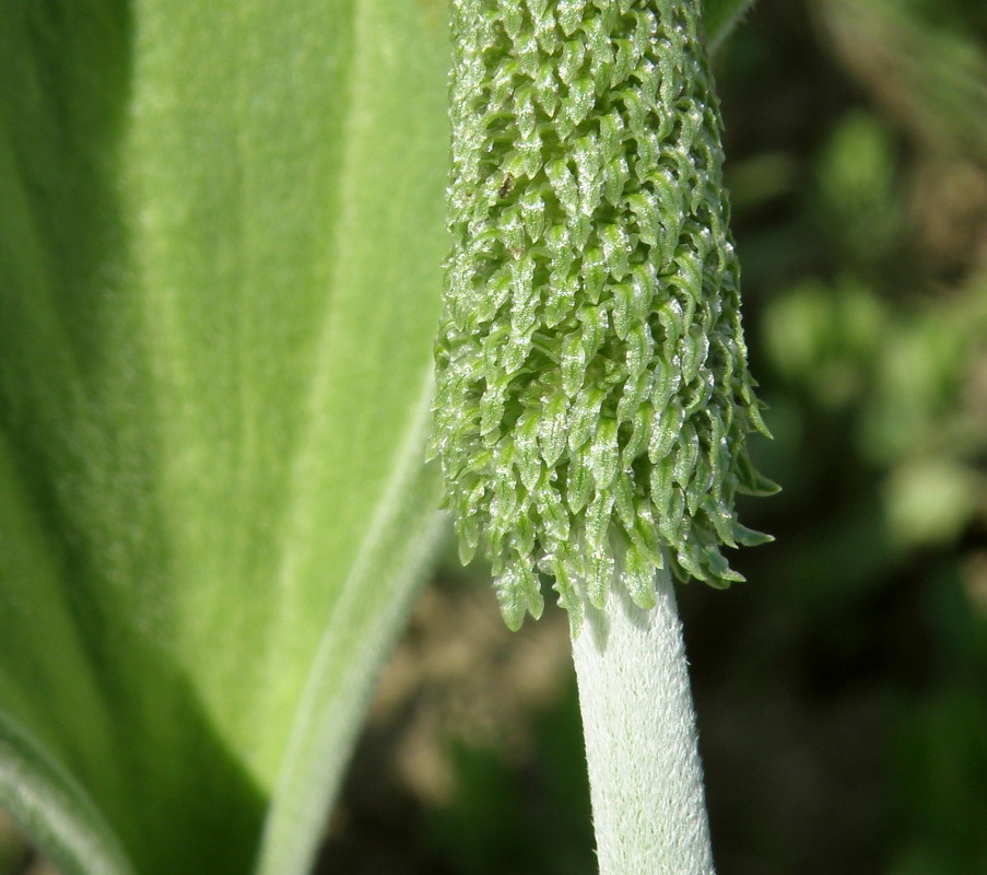 Image of Plantago maxima specimen.