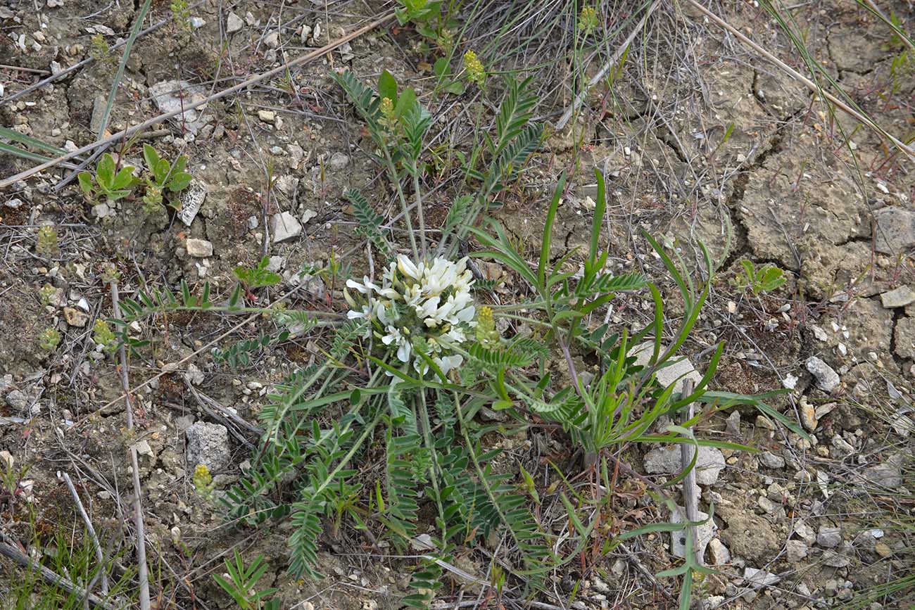 Image of Astragalus dolichophyllus specimen.