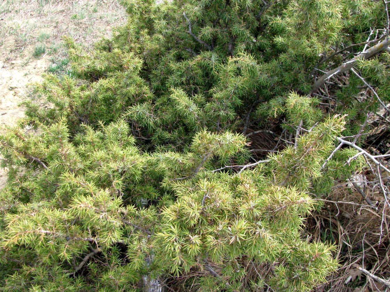 Изображение особи Juniperus hemisphaerica.