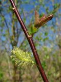 Salix pyrolifolia. Часть ветви с молодым побегом и мужским соцветием. Архангельская обл., Пинежский р-н, окр. Пинежского заповедника, берег р. Пинега. 29.05.2013.