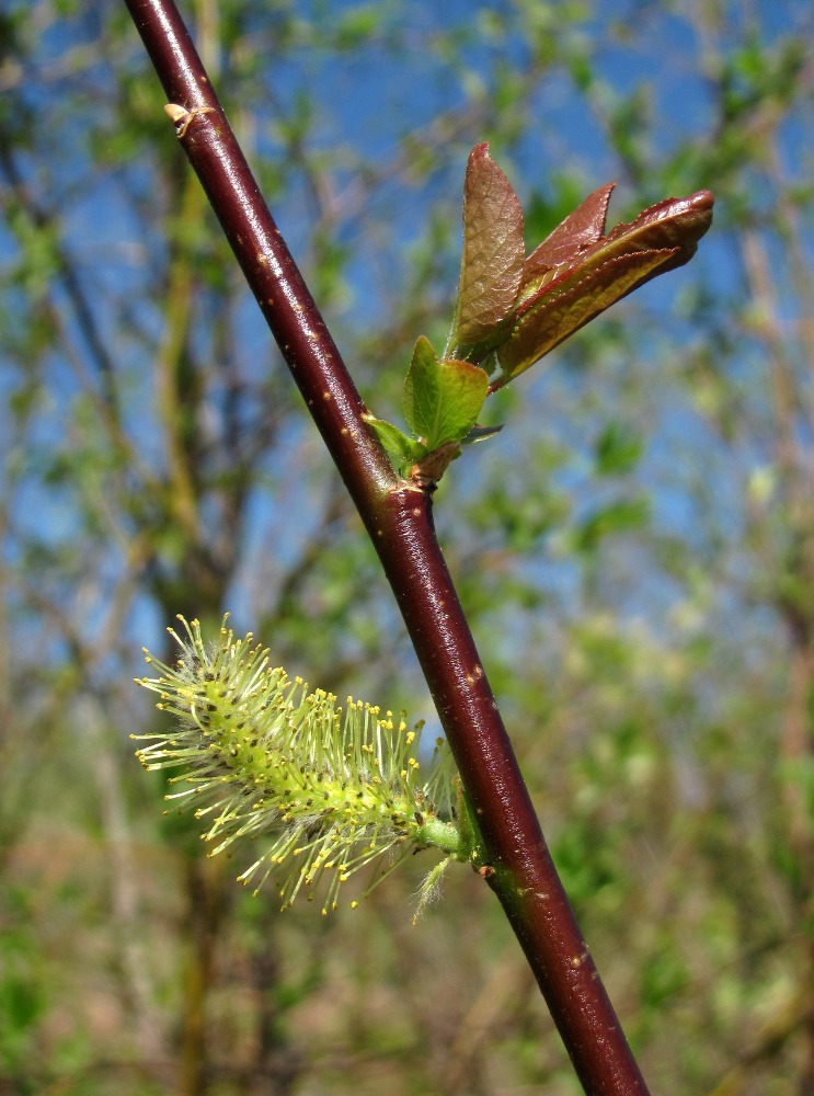 Image of Salix pyrolifolia specimen.