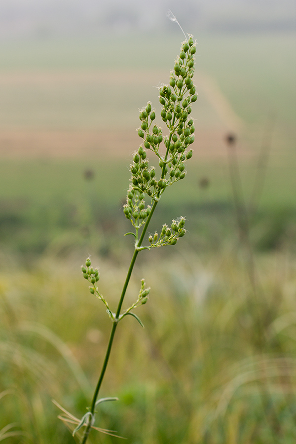 Image of Silene media specimen.